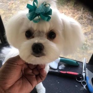 Meet your Posher, Jaciel